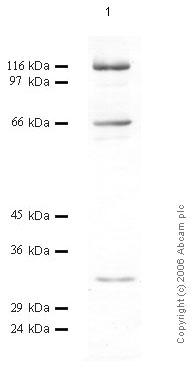 Anti-ADAM7 antibody (ab56091) at 1/1000 dilution + ST cell culture media at 20 µl