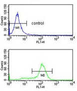 Flow cytometric analysis of K562 cells labelling CDK5RAP1 with ab135839 at 1/10 dilution (bottom histogram) or negative control cell (top histogram). FITC-conjugated goat-anti-rabbit secondary antibodies were used for the analysis.