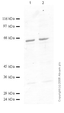 All lanes : Anti-ADAM7 antibody (ab56103) at 1/1000 dilutionLane 1 : ST cell culture media at 30 µlLane 2 : ST cell culture media at 20 µl