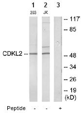 All lanes : Anti-CDKL2 antibody (ab64848) at 1/500 dilutionLane 1 : Extracts from 293 cells at 5 µgLane 2 : Extracts from Jurkat cells at 5 µgLane 3 : Blocking peptide at 5 µg