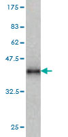 Western blot against tagged recombinant protein immunogen using ab57224 ADAMDEC1 antibody at 1ug/ml.