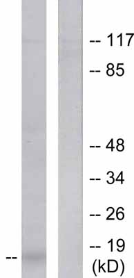All lanes : Anti-CDKN2A/p14ARF antibody (ab53030) at 1/500 dilutionLane 1 : HeLa cell extractLane 2 : HeLa cell extract with immunising peptide