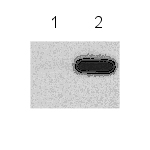 Immunoprecipitation using anti-p19ARF 5C3. NIH3T3 cells expressing HA-p19ARF were incubated with a control rat IgG (lane 1) or anti-p19ARF 5C3 (2). Precipitated proteins were analysed by Western blot using anti-HA antibody.