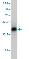 Western blot against tagged recombinant protein immunogen using ab57937 CDS2 antibody at 1ug/ml.