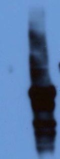 All lanes : Anti-CDT1 antibody (ab52731) at 1/1000 dilutionLane 1 : Total protein extract from E. coli with ~50ng to 100ng of a recombinant fusion protein of an irrelevant antigenLane 2 : Total protein extract from E. coli with ~50ng to 500ng of the antigen (tagged recombinant fusion protein)SecondaryRabbit anti-mouse IgG + IgM, horseradish peroxidase conjugated at 1/5000 dilution