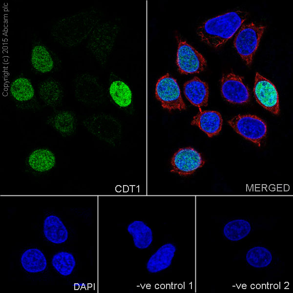Immunofluorescent analysis of 4% paraformaldehyde-fixed, 0.1% Triton X-100 permeabilized HeLa (Human epithelial cells from cervix adenocarcinoma) cells labeling CDT1 with ab202067 at 1/100 dilution, followed by Goat anti-rabbit IgG (Alexa Fluor® 488) (ab150077) secondary antibody at 1/500 dilution (green).Confocal image showing nuclear staining on HeLa cell line.The nuclear counter stain is DAPI (blue).Tubulin is detected with ab7291 (anti-Tubulin mouse mAb) at 1/1000 dilution and ab150120 (AlexaFluor®594 Goat anti-Mouse secondary) at 1/500 dilution (red).The negative controls are as follows:-ve control 1: ab202067 at 1/100 dilution followed by ab150120 (AlexaFluor®594 Goat anti-Mouse secondary) at 1/500 dilution.-ve control 2: ab7291 (anti-Tubulin mouse mAb) at 1/1000 dilution followed by ab150077 (Alexa Fluor®488 Goat Anti-Rabbit IgG H&L) at 1/500 dilution.