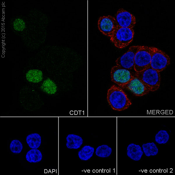Immunofluorescent analysis of 4% paraformaldehyde-fixed, 0.1% Triton X-100 permeabilized HT-29 (Human colorectal adenocarcinoma cells) cells labeling CDT1 with ab202067 at 1/100 dilution, followed by Goat anti-rabbit IgG (Alexa Fluor® 488) (ab150077) secondary antibody at 1/500 dilution (green).Confocal image showing nuclear staining on T-29 cell line.The nuclear counter stain is DAPI (blue).Tubulin is detected with ab7291 (anti-Tubulin mouse mAb) at 1/1000 dilution and ab150120 (AlexaFluor®594 Goat anti-Mouse secondary) at 1/500 dilution (red).The negative controls are as follows:-ve control 1: ab202067 at 1/100 dilution followed by ab150120 (AlexaFluor®594 Goat anti-Mouse secondary) at 1/500 dilution.-ve control 2: ab7291 (anti-Tubulin mouse mAb) at 1/1000 dilution followed by ab150077 (Alexa Fluor®488 Goat Anti-Rabbit IgG H&L) at 1/500 dilution.
