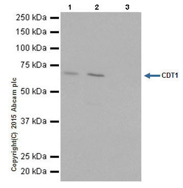 CDT1 was immunoprecipitated from 1mg of HEK-293 (Human epithelial cells from embryonic kidney) whole cell lysate with ab202067 at 1/30 dilution.Western blot was performed from the immunoprecipitate using ab202067 at 1/1000 dilution.Anti-Rabbit IgG (HRP), specific to the non-reduced form of IgG was used as secondary antibody at 1/1500 dilution.Lane 1: HEK-293 whole cell lysate 10 µg (Input).Lane 2: ab202067 IP in HEK-293 whole cell lysate.Lane 3: Rabbit monoclonal IgG (ab172730) instead of ab202067 in HEK-293 whole cell lysate.Blocking and dilution buffer and concentration: 5% NFDM/TBST.Exposure time: 5 seconds.
