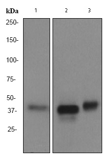 Lane 1 :  Anti-CDX2 antibody [EPR2764Y] (ab76541) at 1/1000 dilutionLanes 2 - 3 :  Anti-CDX2 antibody [EPR2764Y] (ab76541) at 1/5000 dilutionLane 1 : HT29 lysateLane 2 : Colon cancer lysateLane 3 : Human small intestine lysateLysates/proteins at 10 µg per lane.SecondaryHRP labelled goat anti-rabbit at 1/2000 dilution