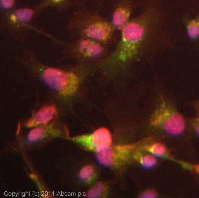 ICC/IF image of ab28273 stained HepG2 cells. The cells were 4% formaldehyde fixed (10 min) and then incubated in 1%BSA / 10% normal goat serum / 0.3M glycine in 0.1% PBS-Tween for 1h to permeabilise the cells and block non-specific protein-protein interactions. The cells were then incubated with the antibody (ab28273, 1µg/ml) overnight at +4°C. The secondary antibody (green) was ab96899, DyLight® 488 goat anti-rabbit IgG (H+L) used at a 1/250 dilution for 1h.Alexa Fluor® 594 WGA was used to label plasma membranes (red) at a 1/200 dilution for 1h. DAPI was used to stain the cell nuclei (blue) at a concentration of 1.43µM.
