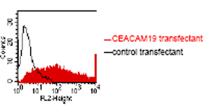 BOSC23 cells were transiently trans-fected with an expression vector encoding either CEACAM19 (red curve) or an irrelevant protein (control transfectant). Binding of ab59717 was detected with a PE conjugated secondary antibody. A positive signal was obtained only with CEACAM19 transfected cells.