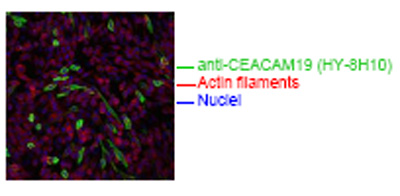 Spectral Confocal Microscopy of CHO cells using ab59717. CHO cells were transiently transfected with an expression vector encoding CEACAM19. Binding of ab59717 was visualized with a FITC-conjugated secondary antibody (green). Actin filaments are labeled with Alexa Fluor-555 Phalloidin (red). Cell nuclei are stained with DAPI (blue).