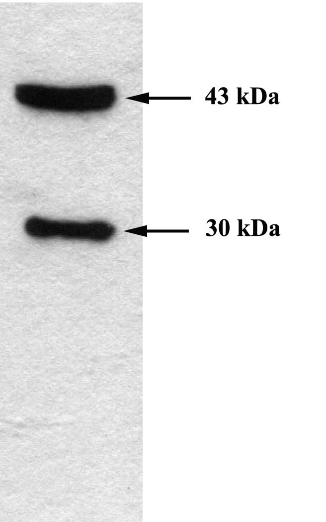 Anti-CEBP Alpha antibody (ab15048) + 3T3-L1 cell lysate.