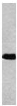 Anti-CEBP Alpha antibody [15C8] (ab15047) at 2 µg/ml + 293 cell lysates transfected with CEBP alpha.