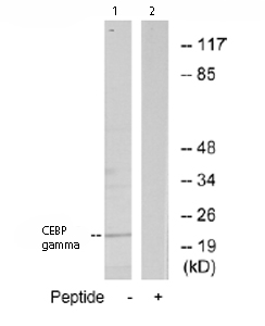 All lanes : Anti-CEBP gamma antibody (ab74045) at 1/500 dilutionLane 1 : Extracts from RAW264.7 cells Lane 2 : Extracts from RAW264.7 cells with immunising peptide at 5 µgLysates/proteins at 5 µg per lane.