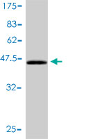 Western blot against tagged recombinant protein immunogen using ab54899 CEBP gamma antibody at 1ug/ml.