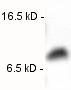 ab2103 tested on CaCo-2 (human) cell extract.