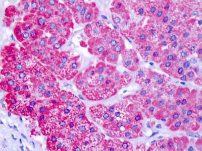 Immunohistochemical analysis of formalin-fixed and paraffin embedded Human adrenal tissue labeling CELSR1 using ab150574 at 10 ug/ml