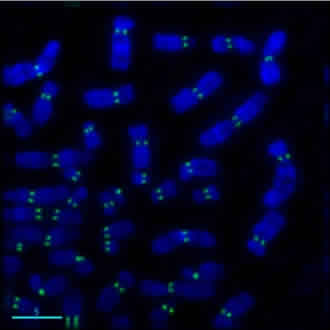 This picture shows human metaphase chromosomes detected with ab13939 as primary antibody and AF488 goat anti-mouse secondary antibody (green). This image was kindly supplied as part of the review submitted by Professor Beth A. Sullivan, Boston University School of Medicine.
