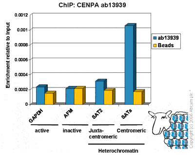 Chromatin was prepared from Hela cells according to the Abcam X-ChIP protocol. Cells were fixed with formaldehyde for 10min. The  ChIP was performed with 25µg of chromatin, 4µg of  ab13939 (blue), and 20µl of Protein A/G sepharose beads. No antibody was added to the beads control (yellow). The immunoprecipitated DNA was quantified by real time PCR (Taqman approach for active and inactive loci, Sybr green approach for heterochromatic loci). Primers and probes are located in the first kb of the transcribed region. 