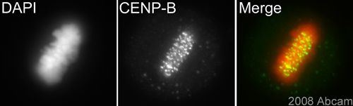 ab25734 (1/1000) staining CENPB in HeLa cells (green). Cells were fixed with methanol and counterstained with DAPI in order to highlight the nucleus (red). Please refer to abreview for further experimental details.See Abreview