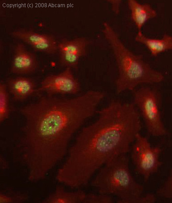 ICC/IF image of ab25734 stained human HeLa cells. The cells were 4% PFA fixed (10 min), permabilised in 0.1% PBS-Tween (20 min) and incubated with the antibody (ab25734, 1µg/ml) for 1h at room temperature. 1%BSA / 10% normal goat serum / 0.3M glycine was used to block non-specific protein-protein interactions. The secondary antibody (green) was Alexa Fluor® 488 goat anti-rabbit IgG (H+L) used at a 1/1000 dilution for 1h. Alexa Fluor® 594 WGA was used to label plasma membranes (red). DAPI was used to stain the cell nuclei (blue). This antibody also gave a positive IF result in HEK 293 cells.