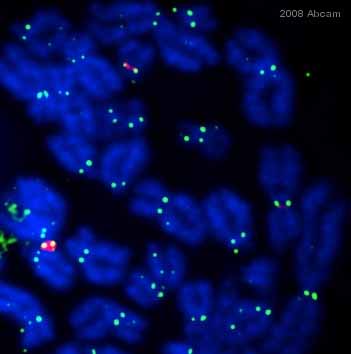 ab36406 staining human lymphoblastoid cells by ICC/IF.  Cells were PFA fixed and blocked with 1xPBS+1%BSA+0.5%Triton X-100 for 30 minutes at 25°C, prior to incubating with ab36406, diluted 1/250 for 24 hours at 4°C.  An Alexa Fluor® 488 conjugated donkey anti-mouse antibody was used as the secondary.See Abreview