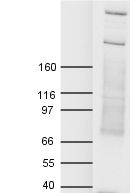 Anti-CENPE antibody (ab4163) at 1/500 dilution + Hela nuclear extract at 20 µgPerformed under reducing conditions.