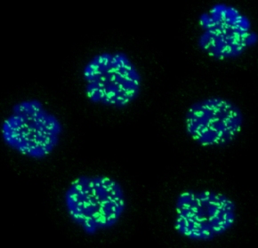 Kinetochores specific staining of HCT116 cells arrested in G2/M phase by nocodazole treatment. Methanol fixed cells were stained using mouse monoclonal [1H12] antibody to CENP-E ab5093 (green) and DAPI (blue). This image was kindly supplied as part of the review submitted by Salvador Rodrigez-Nieto. 