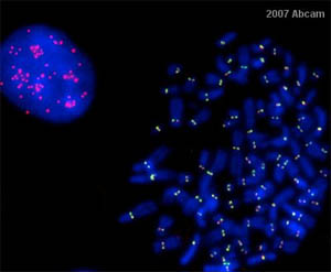 ab5093 at 1/500 staining human fibrosarcoma (HT1080) cells by ICC/IF. The cells were treated with 0.1-0.2ug/mL colcemid for 45-60 minutes, then swollen in hypotonic buffer for 8 minutes and centrifuged onto glass slides. Cells were blocked in 1X PBS + 1% BSA + 0.5% Triton X-100 (blocking buffer) for 30 minutes at room temperature. The antibodies were diluted 1/300-1/500 in blocking buffer and incubated overnight at 4 degrees C. ab5093 was detected with Alexa Fluor 488-donkey anti-mouse for 1-2 hours at room temperature.See Abreview