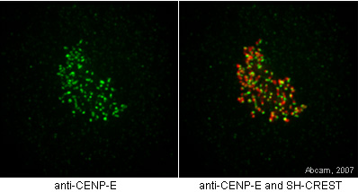 HeLa cells were stained with ab5093, anti-CENPE (in green) in panel one, and with ab5093 and SH-CREST (red), which stains the centromeres, in panel 2.Fix cells for 30 minutes on ice in 4% formaldehyde in PEM. Quench autofluorescence 2 x 5 minutes with 1 mg/ml Na borohydride or 100 mM ammonium chloride in PEM. Permeablize 30 minutes with 0.5% TX-100 in PEM. Block 30 minutes in 5% milk in TBST. Primary antibody overnight at 4oC diluted 1/250 in 5% milk in TBST. Secondary antibody was incubated for 1 hour at RT diluted in 5% milk in TBST. Post-fix 20 minutes on ice in 4% formaldehyde in PEM. Quench autofluorescence 2 x 5 minutes with ammonium chloride in PEM. Counterstain with DAPI in TBST. Mount with ProLong Gold antifade reagent from Invitrogen. Notes: Ample washing between each step. TBST = Tris buffered saline + 0.1% Tween. PEM = 80 mM K-PIPES, pH 6.8, 5 mM EGTA, 2 mM MgCl2.