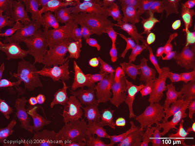 ICC/IF image of ab5 stained human HeLa cells. The cells were methanol fixed (5 min) and incubated with the antibody (ab5, 1µg/ml) for 1h at room temperature. The secondary antibody (green) was Alexa Fluor® 488 goat anti-rabbit IgG (H+L) used at a 1/1000 dilution for 1h. Image-iTTM FX Signal Enhancer was used as the primary blocking agent, 5% BSA (in TBS-T) was used for all other blocking steps. DAPI was used to stain the cell nuclei (blue). Alexa Fluor® 594 WGA was used to label plasma membranes (red).