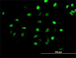 ab88593 at 10 µg/ml detecting CENPH in HeLa cells by immunofluorescence.