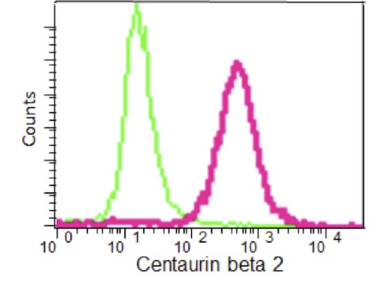 Flow Cytometric analysis of Jurkat cells (paraformaldehyde-fixed, 2%) labeling Centaurin beta 2 with ab191424 at 1/270 dilution (red) or a rabbit IgG (negative) (green), followed by Goat anti rabbit IgG (FITC) secondary at 1/150 dilution.