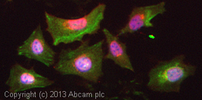 ICC/IF image of ab85728 stained HeLa cells. The cells were 4% formaldehyde fixed (10 min) and then incubated in 1%BSA / 10% normal goat serum / 0.3M glycine in 0.1% PBS-Tween for 1h to permeabilise the cells and block non-specific protein-protein interactions. The cells were then incubated with the antibody (ab85728, 5µg/ml) overnight at +4°C. The secondary antibody (green) was ab96899, DyLight® 488 goat anti-mouse IgG (H+L) used at a 1/250 dilution for 1h. Alexa Fluor® 594 WGA was used to label plasma membranes (red) at a 1/200 dilution for 1h. DAPI was used to stain the cell nuclei (blue) at a concentration of 1.43µM.