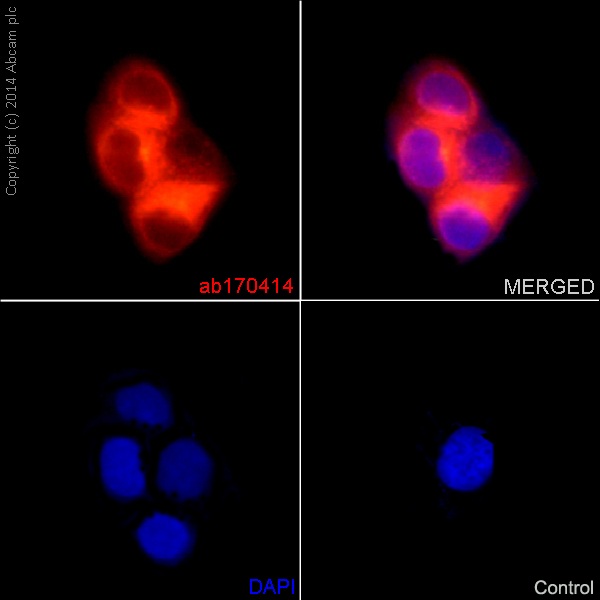 ab170414 staining CEP55 in the HepG2 cell line by ICC/IF (Immunocytochemistry/immunofluorescence). Cells were fixed with 4% Paraformaldehyde. Samples were incubated with primary antibody (1/400). An Alexa Fluor®555-conjugated Goat anti-rabbit IgG(1/500) was used as the secondary antibody. Nuclei were counterstained with DAPI.