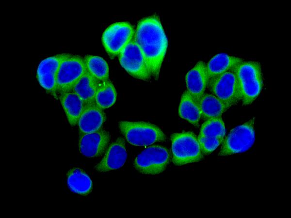 Immunofluorescence analysis of HeLa cells, labeling CEP55 using ab170414, unpurified.