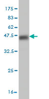 Western blot against tagged recombinant protein immunogen using ab56734 CEP57 antibody at 1ug/ml.