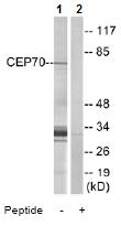 All lanes : Anti-CEP70 antibody (ab74366) at 1/500 dilutionLane 1 : extracts from COS cellsLane 2 : extracts from COS cells with immunizing peptide at 10 µgLysates/proteins at 30 µg per lane.