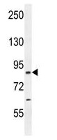 Anti-CEP89 antibody - C-terminal (ab170218) at 1/100 dilution + Mouse Neuro-2a cell line lysates at 35 µg