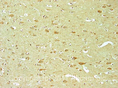 IHC image of ab50749 staining in normal human hippocampus formalin fixed paraffin embedded tissue section, performed on a Leica BondTM system using the standard protocol F. The section was pre-treated using heat mediated antigen retrieval with sodium citrate buffer (pH6, epitope retrieval solution 1) for 20 mins. The section was then incubated with ab50749, 5µg/ml, for 15 mins at room temperature and detected using an HRP conjugated compact polymer system. DAB was used as the chromogen. The section was then counterstained with haematoxylin and mounted with DPX.For other IHC staining systems (automated and non-automated) customers should optimize variable parameters such as antigen retrieval conditions, primary antibody concentration and antibody incubation times.