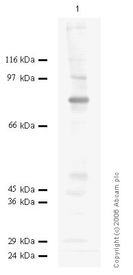 Anti-ADAMTS6 antibody (ab45043) at 1/1000 dilution + Rat lung at 20 µl