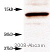 Anti-CETP antibody [ATM192] (ab2726) at 1/500 dilution + Whole cell lysate from rabbit fibroblasts at 40 µgSecondaryHRP-conjugated rabbit anti-mouse at 1/2000 dilutiondeveloped using the ECL techniquePerformed under reducing conditions.