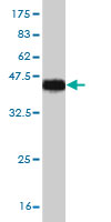 Western blot against tagged recombinant protein immunogen using ab56923 ADAMTS8 antibody at 1ug/ml.