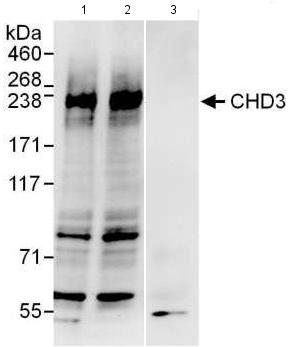 Immunoprecipitation analysis of HeLa whole cell lysate (1 mg for IP; 20% of IP loaded). 1) and 2) different lots of ab176804 used at 6 µg/mg lysate. 3) control IgG. For blotting ab176804 was used at 1 µg/ml. Chemiluminescence with an exposure time of 30 seconds.