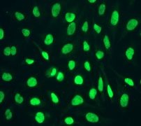 Immunofluorescent staining of HeLa cells using ab109195 at a dilution of 1/100.