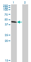 All lanes : Anti-Chemokine Receptor D6 antibody (ab88651) at 1 µg/mlLane 1 : cell lysate from Chemokine Receptor D6 transfected 293T cellsLane 2 : cell lysate from non transfected 293T cellsLysates/proteins at 25 µg per lane.developed using the ECL technique