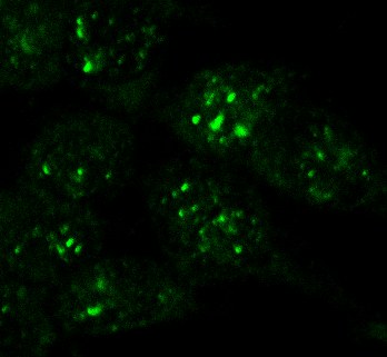 Immunofluoresence using ab4184 on SAOS2 cells with a FITC conjugated secondary antibody. The foci seen are confined to the nuclei of the cells present in the picture.