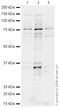 All lanes : Anti-CHFR antibody (ab4184) at 1 µg/mlLane 1 : HeLa (Human epithelial carcinoma cell line) Whole Cell Lysate Lane 2 : Jurkat (Human T cell lymphoblast-like cell line) Whole Cell Lysate Lane 3 : A431 (Human epithelial carcinoma cell line) Whole Cell Lysate Lysates/proteins at 10 µg per lane.SecondaryGoat polyclonal to Rabbit IgG - H&L - Pre-Adsorbed (HRP) at 1/3000 dilutionPerformed under reducing conditions.