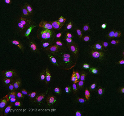 ICC/IF image of ab77528 stained MCF-7 cells. The cells were 4% formaldehyde fixed (10 min) and then incubated in 1%BSA / 10% normal goat serum / 0.3M glycine in 0.1% PBS-Tween for 1h to permeabilise the cells and block non-specific protein-protein interactions. The cells were then incubated with the antibody ab77528 at 5µg/ml overnight at +4°C. The secondary antibody (green) was Alexa Fluor® 488 goat anti- rabbit (ab96899) IgG (H+L) used at a 1/1000 dilution for 1h. Alexa Fluor® 594 WGA was used to label plasma membranes (red) at a 1/200 dilution for 1h. DAPI was used to stain the cell nuclei (blue) at a concentration of 1.43µM.